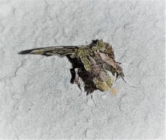 Erastroides emarginata