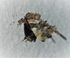 Erastroides emarginata