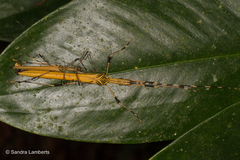 Pseudophasma blanchardi