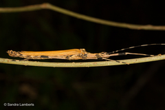Pseudophasma blanchardi