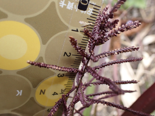 Paspalum paniculatum iNat (2)