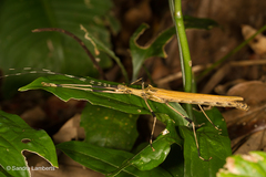 Pseudophasma blanchardi