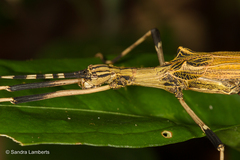 Pseudophasma blanchardi