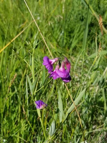 marsh pea (Lathyrus palustris)