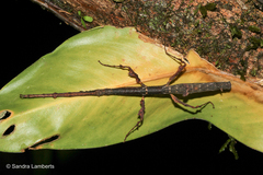 Lobolibethra