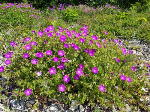 Bloody Cranesbill
