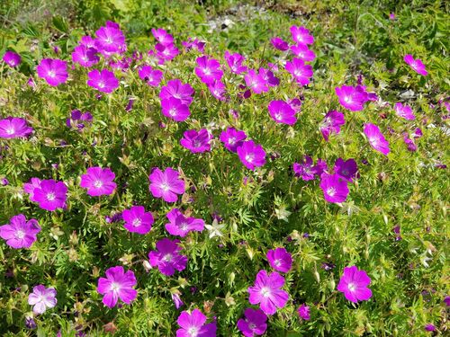 Geranium sanguineum