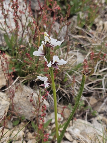 Prasophyllum suttonii, 2026-03-08
