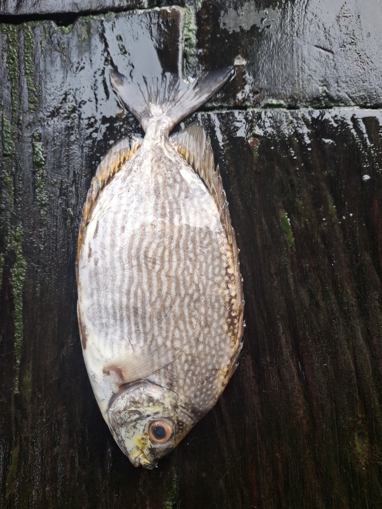 Java Rabbitfish (Siganus javus)