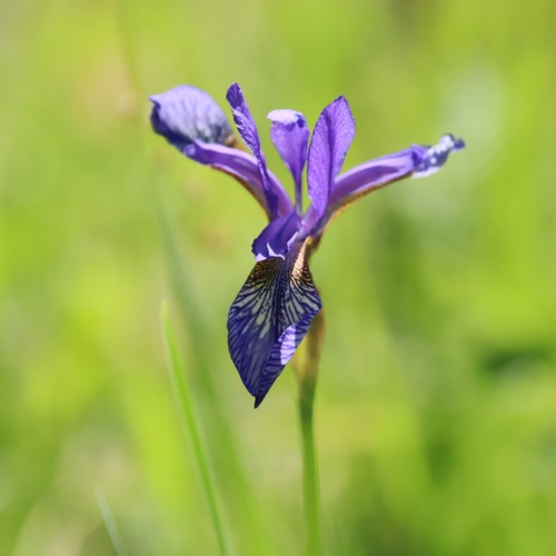 Siberian Iris (Iris sibirica)