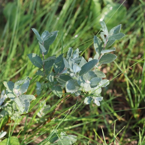 Downy Willow (Salix lapponum)