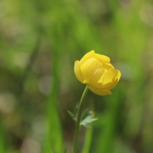 Trollius europaeus