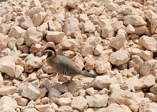 Arabian Partridge