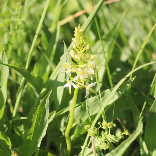 Lesser butterfly-orchid (Platanthera bifolia)