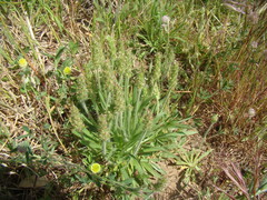 Plantago bellardii