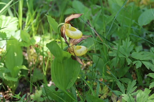 Lady's-slipper (Cypripedium calceolus)