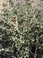 Malacothamnus marrubioides