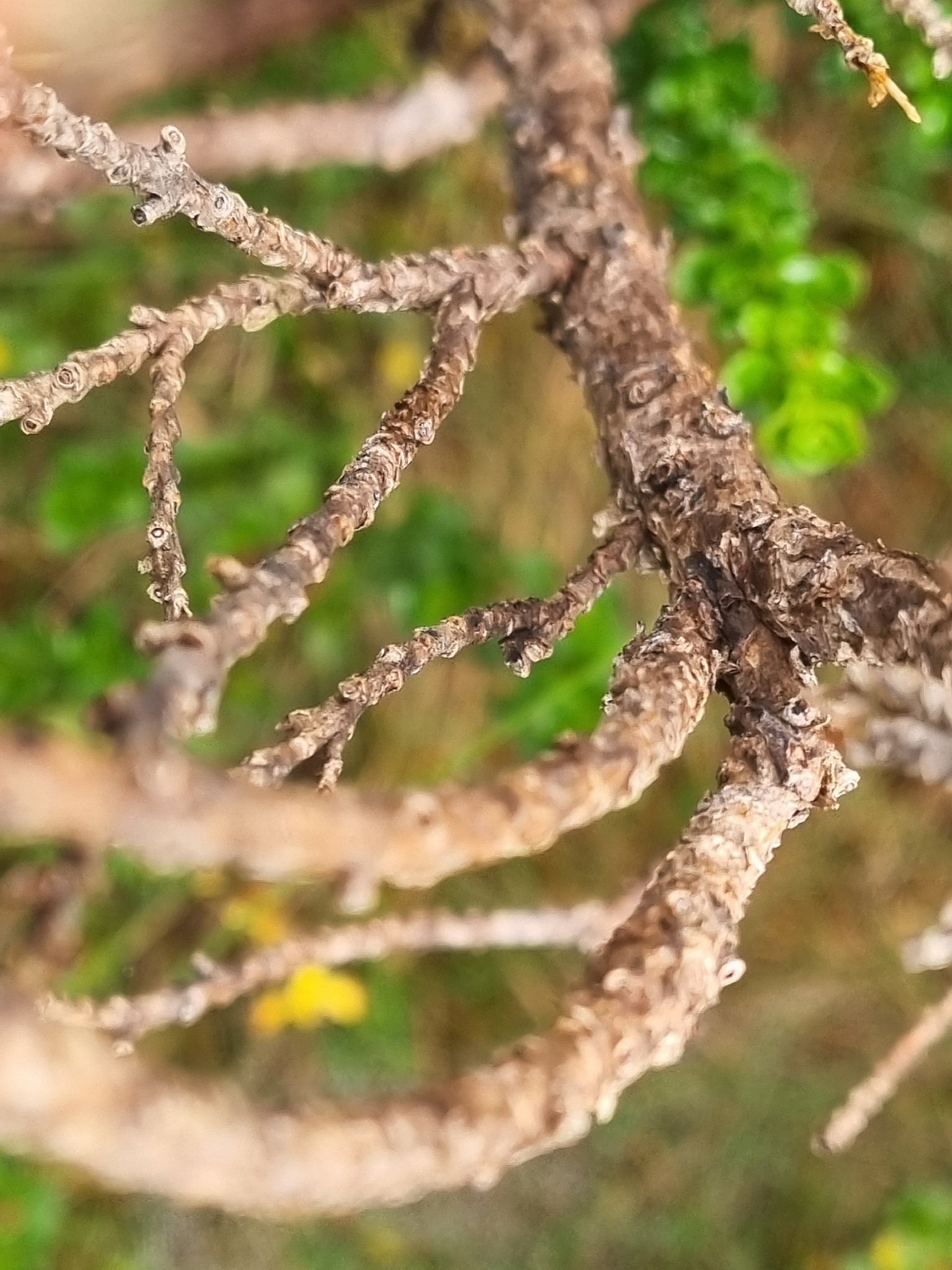 Alpine Everlasting (Ozothamnus alpinus)