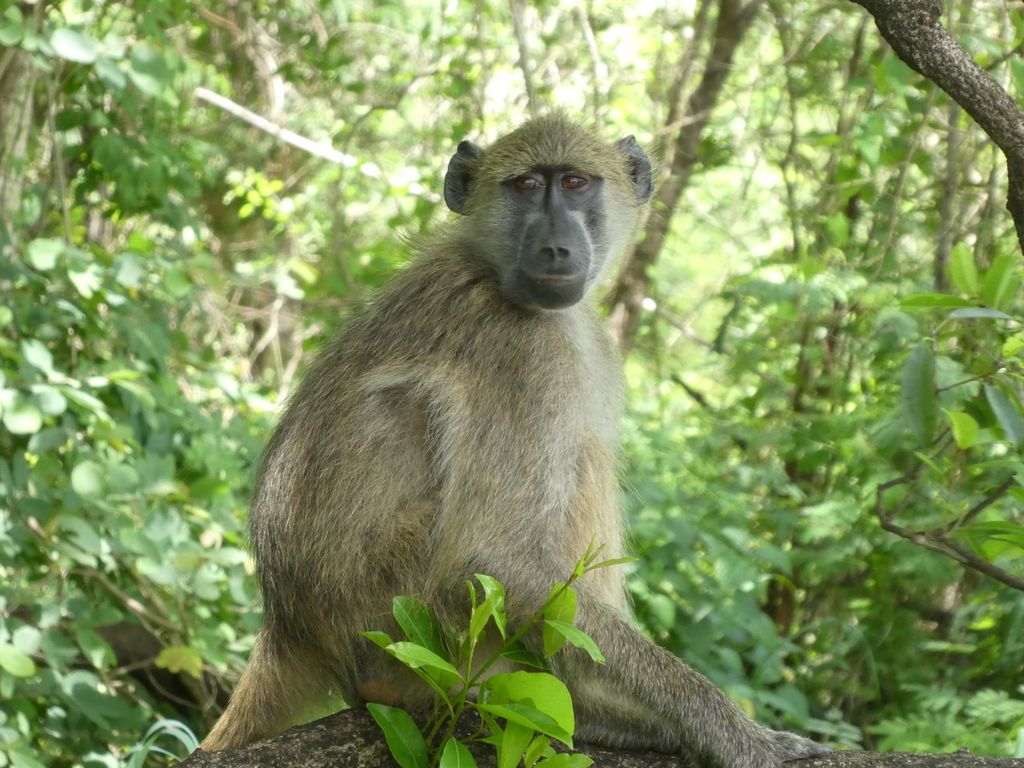 Chacma Baboon
