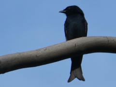 Dicrurus adsimilis fugax