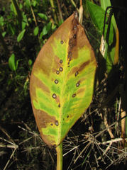 Plectosphaerella alismatis