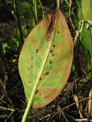 Plectosphaerella alismatis