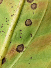 Plectosphaerella alismatis