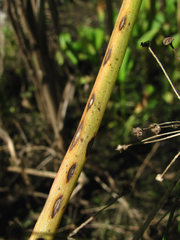 Plectosphaerella alismatis