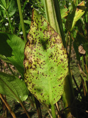 Plectosphaerella alismatis