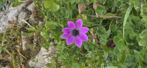 peacock anemone