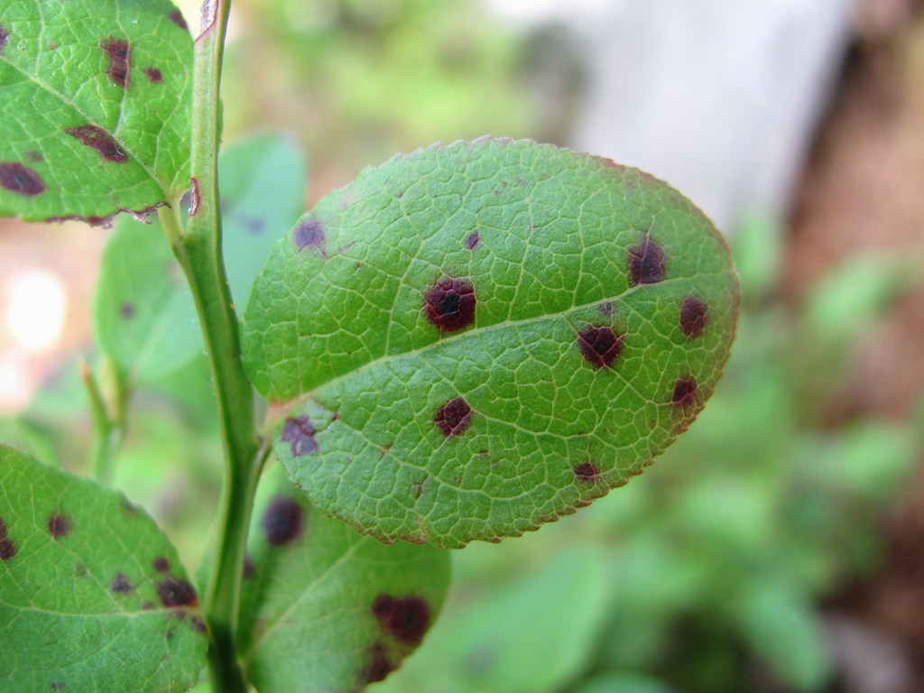 Leptosphaerulina