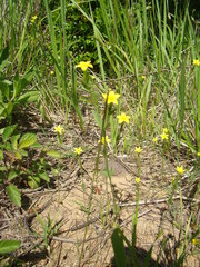 Centaurium maritimum