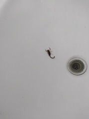 Centruroides nigrimanus