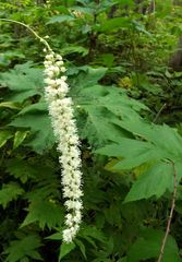 Actaea simplex