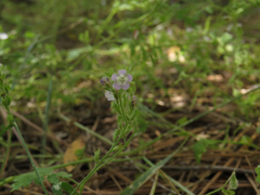 Phacelia platyloba