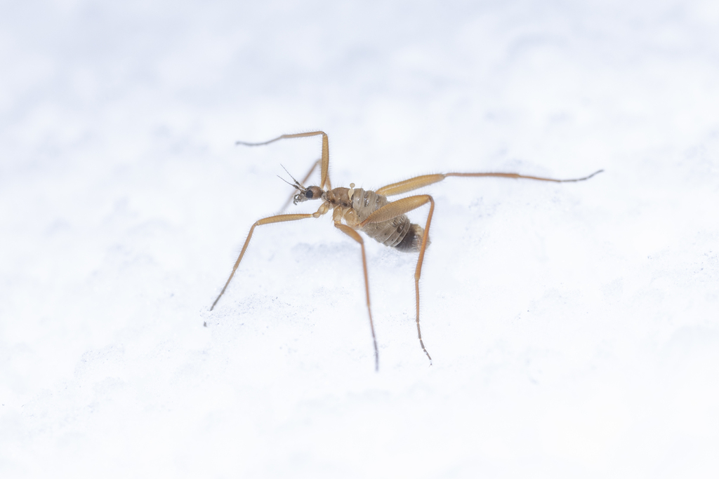 Snow Fly Insect Snow Flies in December 2024 by あるたるふ · iNaturalist