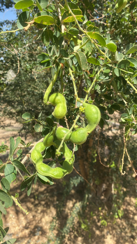 Madras Thorn