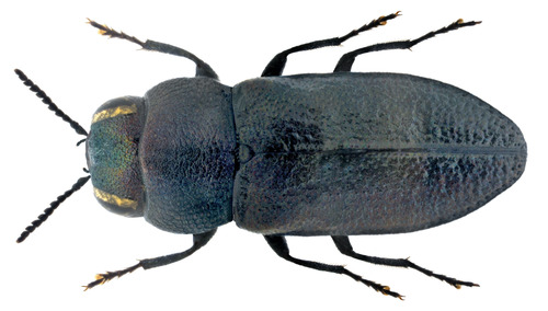 Anthaxia amasina