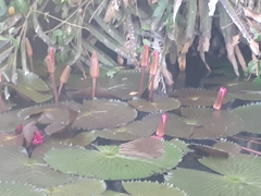 Nymphaea pubescens