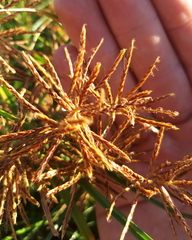 Cyperus longus tenuiflorus