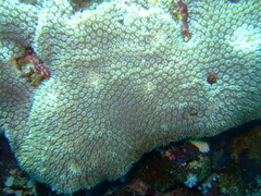 Galaxea fascicularis