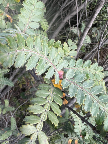 Weinmannia trichosperma, photograph 6