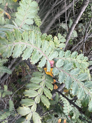Weinmannia trichosperma, photograph author not stated, no rights reserved