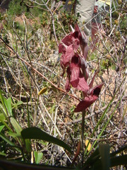 Serapias cordigera