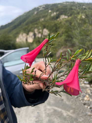 Philesia magellanica, photograph 2