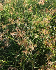Cyperus longus tenuiflorus