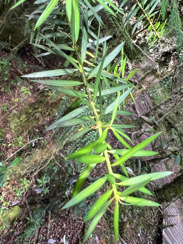 Podocarpus nubigenus, photograph 1