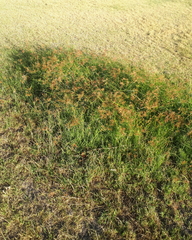 Cyperus longus tenuiflorus