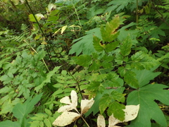 Actaea simplex