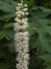 Actaea simplex